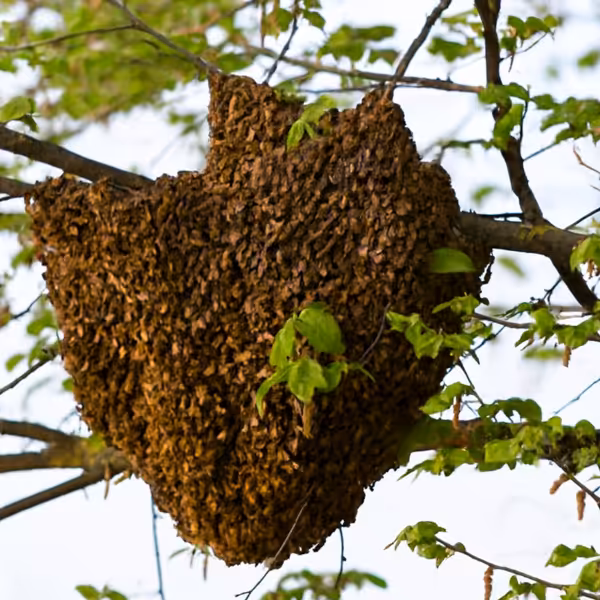 Jenis lebah hutan penghasil madu