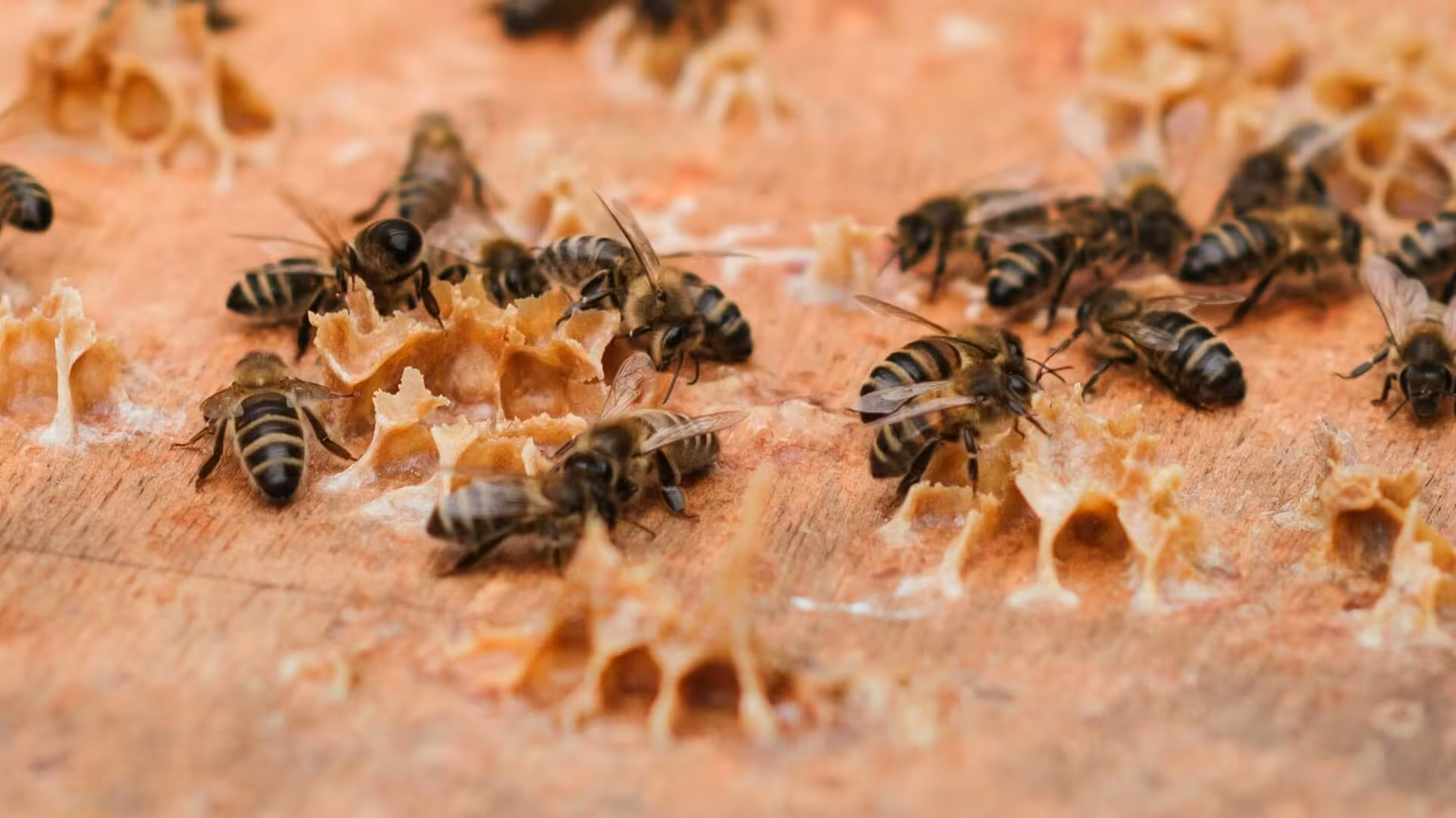 Hubungi Edukasi Madu