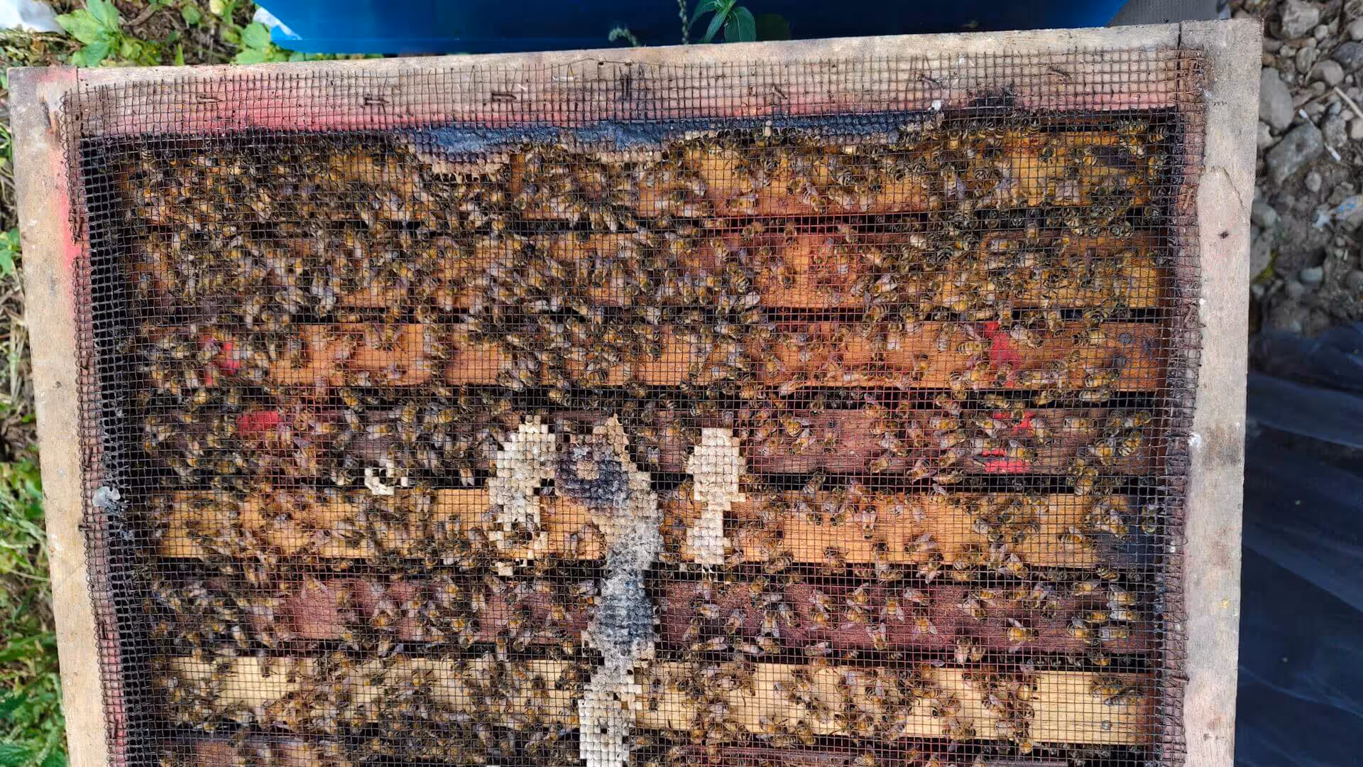 Ekosistem lebah madu