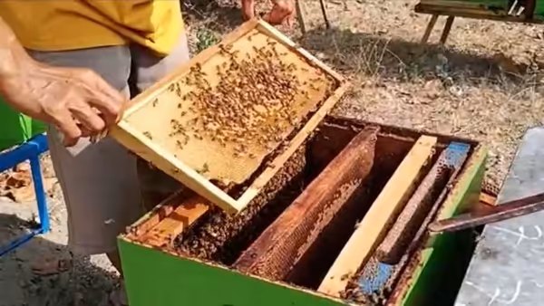 Sarang lebah Mellifera